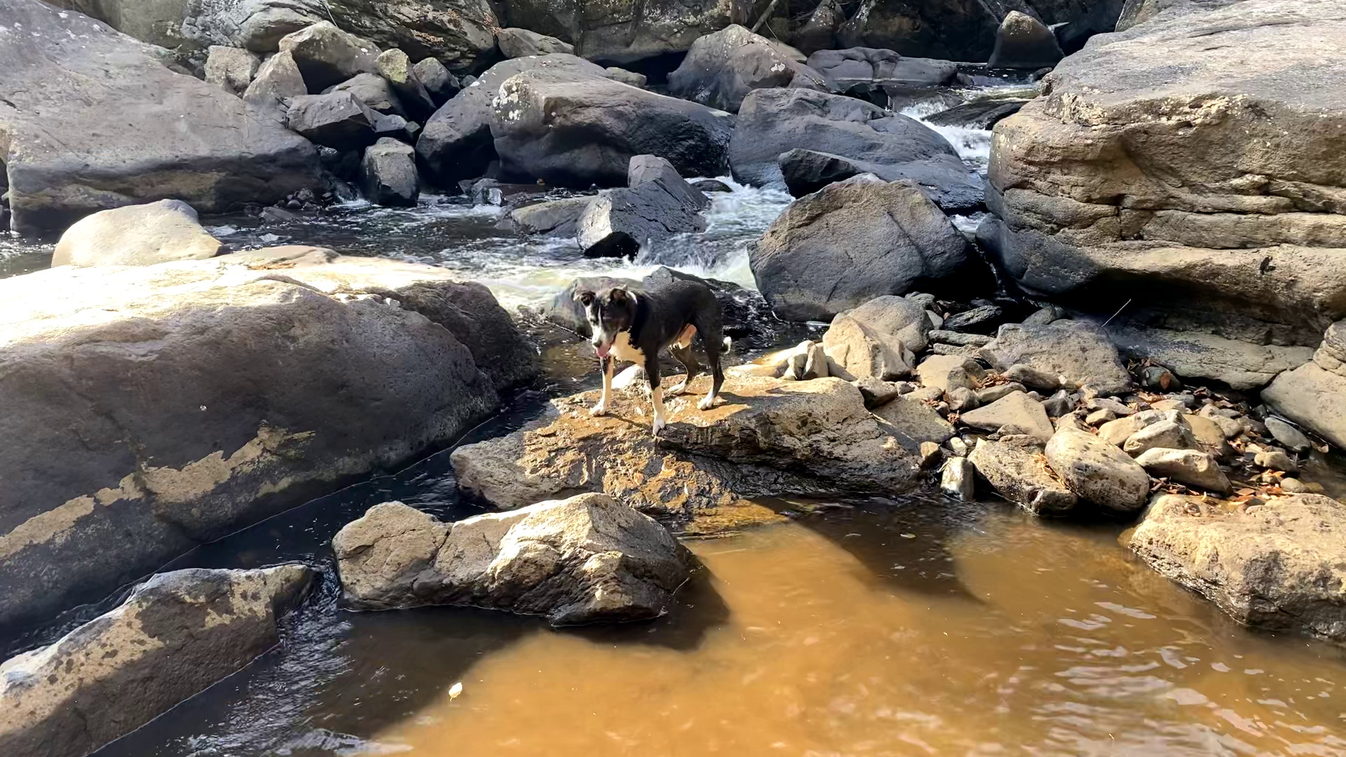 On the Rocks of Blackwater Falls I